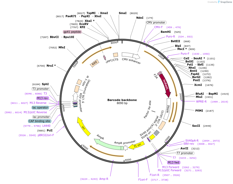 158665-plasmid-map-sequence-id-309764