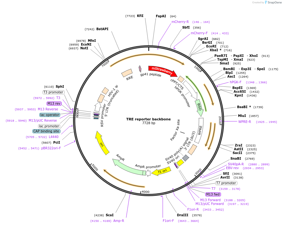 158678-plasmid-map-sequence-id-309765
