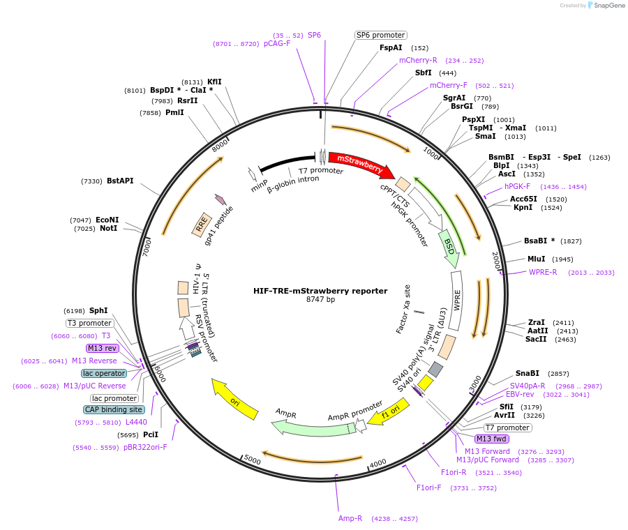 158681-plasmid-map-sequence-id-309769