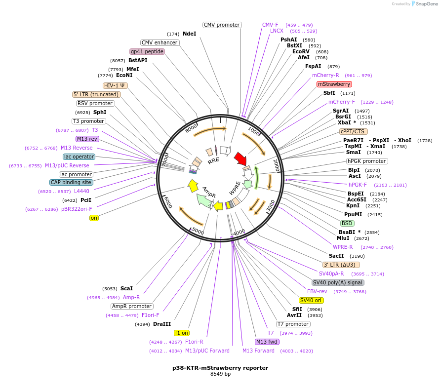 158687-plasmid-map-sequence-id-309774