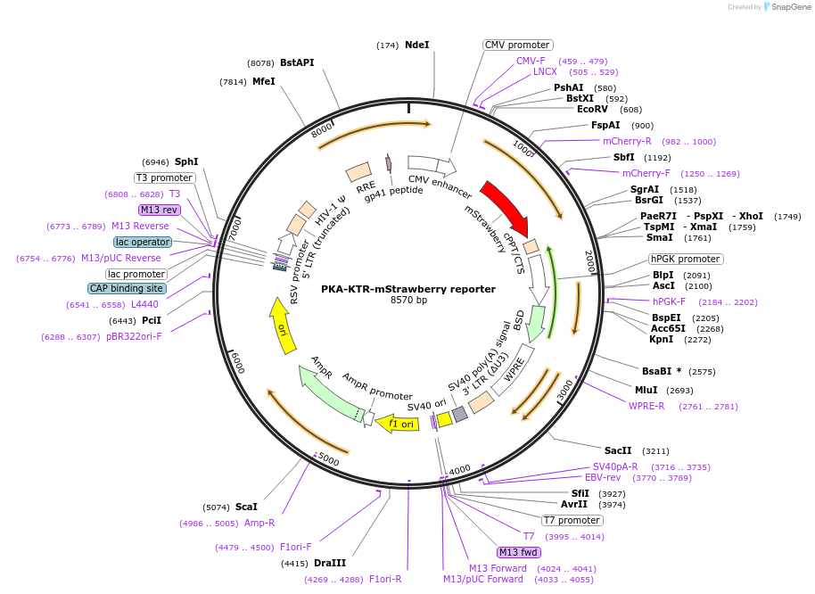 158688-plasmid-map-sequence-id-309776