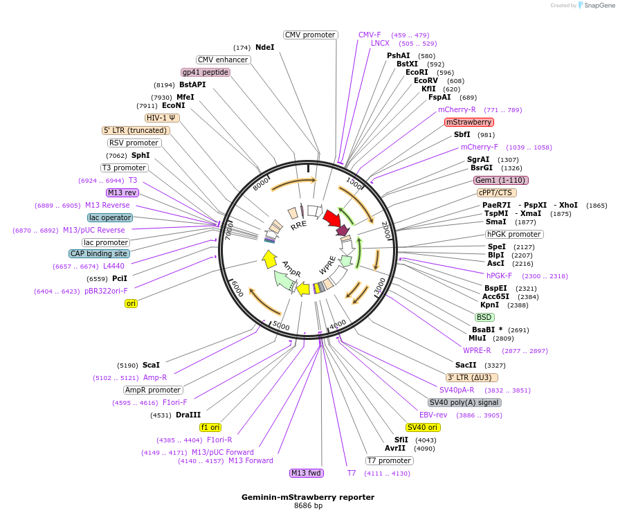 158690-plasmid-map-sequence-id-309777