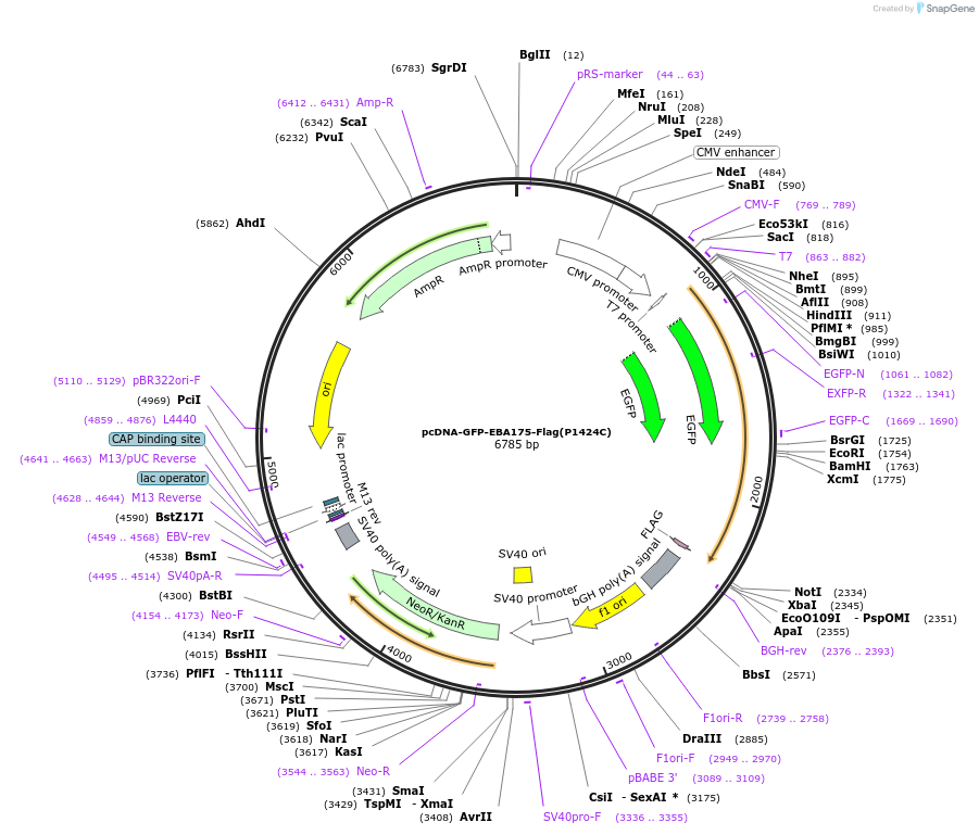154978-plasmid-map-sequence-id-309778