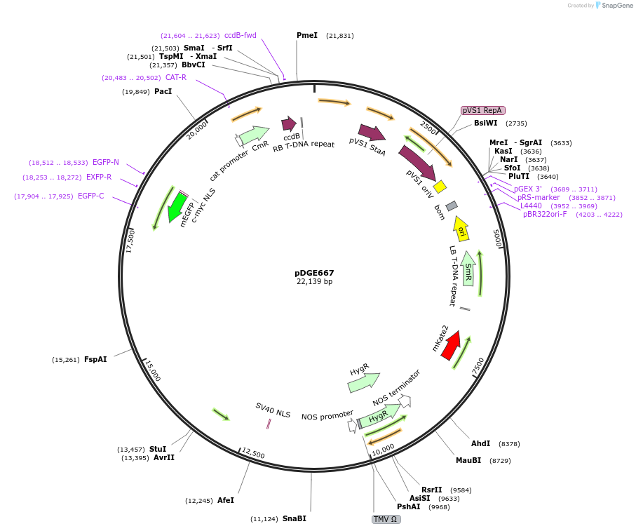 153232-plasmid-map-sequence-id-309783