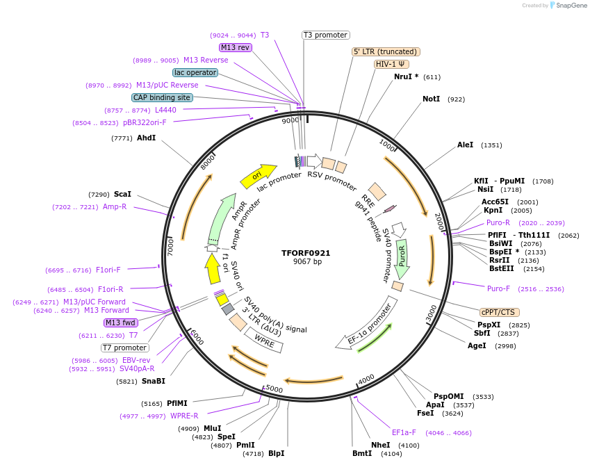 141755-plasmid-map-sequence-id-309785