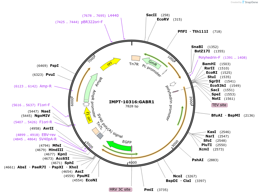 157850-plasmid-map-sequence-id-309786