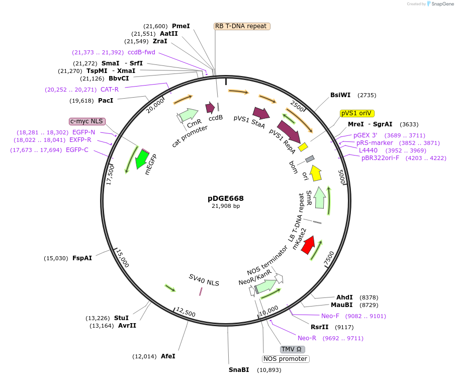 153233-plasmid-map-sequence-id-309791