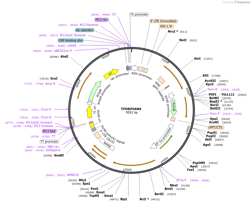 141662-plasmid-map-sequence-id-309794