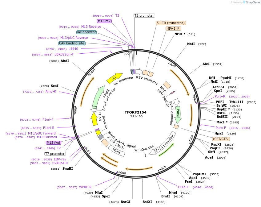 141947-plasmid-map-sequence-id-309800
