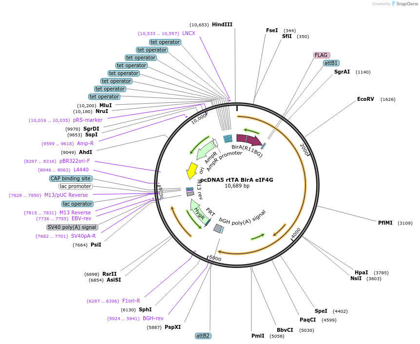 158789-plasmid-map-sequence-id-309804