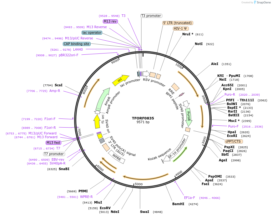 142235-plasmid-map-sequence-id-309808