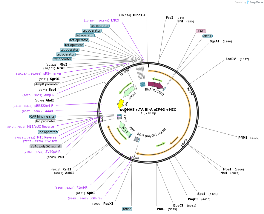 158790-plasmid-map-sequence-id-309812