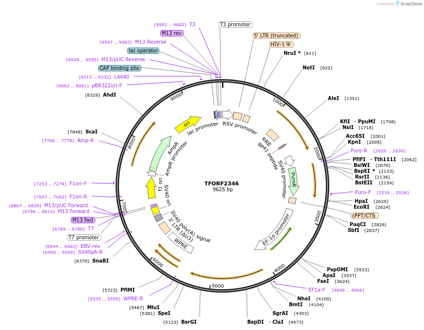 142043-plasmid-map-sequence-id-309819