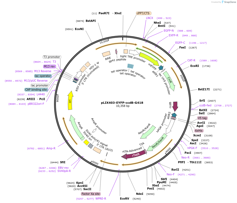 158550-plasmid-map-sequence-id-309825