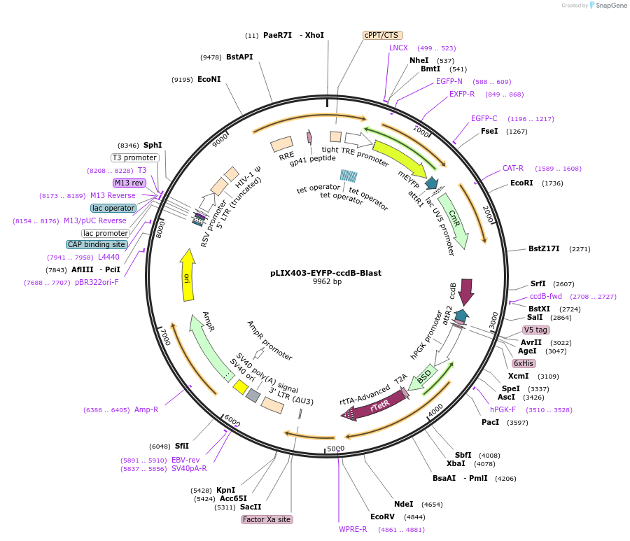 158551-plasmid-map-sequence-id-309826