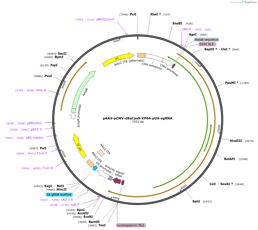 158990-plasmid-map-sequence-id-309833