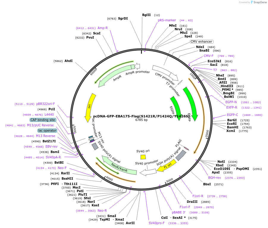 155008-plasmid-map-sequence-id-309834