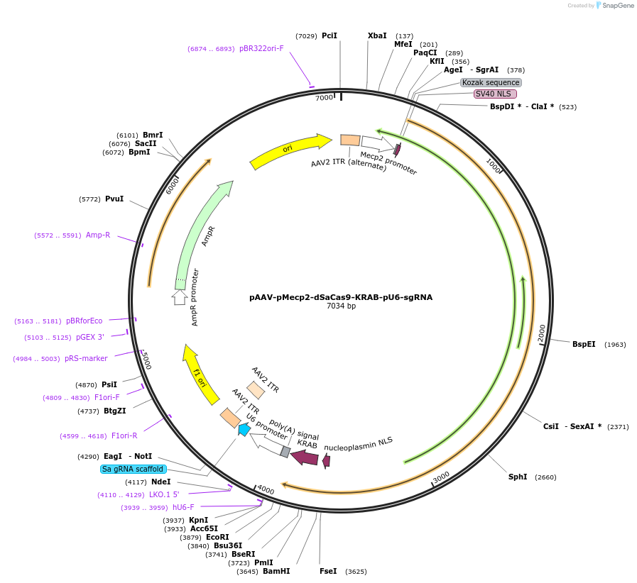 158988-plasmid-map-sequence-id-309835
