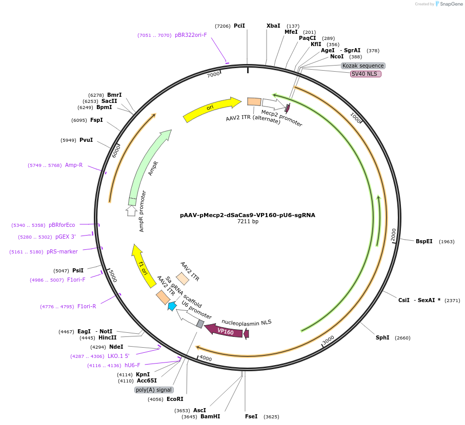 158987-plasmid-map-sequence-id-309836