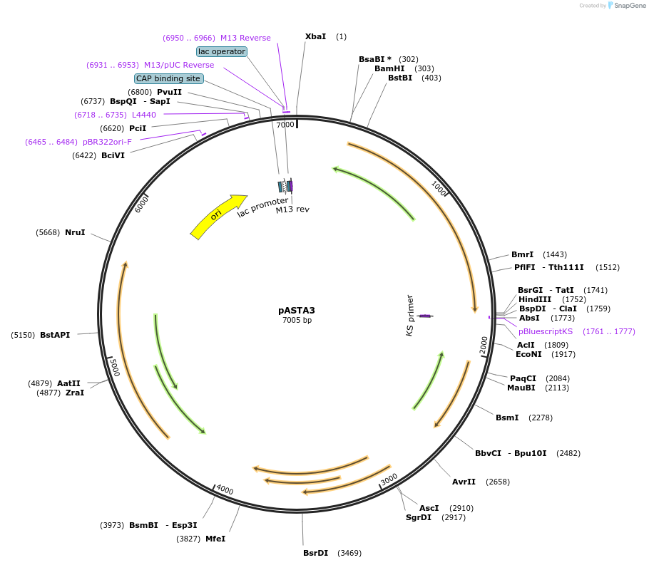 24657-plasmid-map-sequence-id-309838