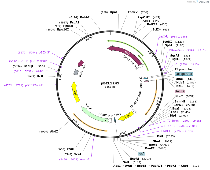 155139-plasmid-map-sequence-id-309840