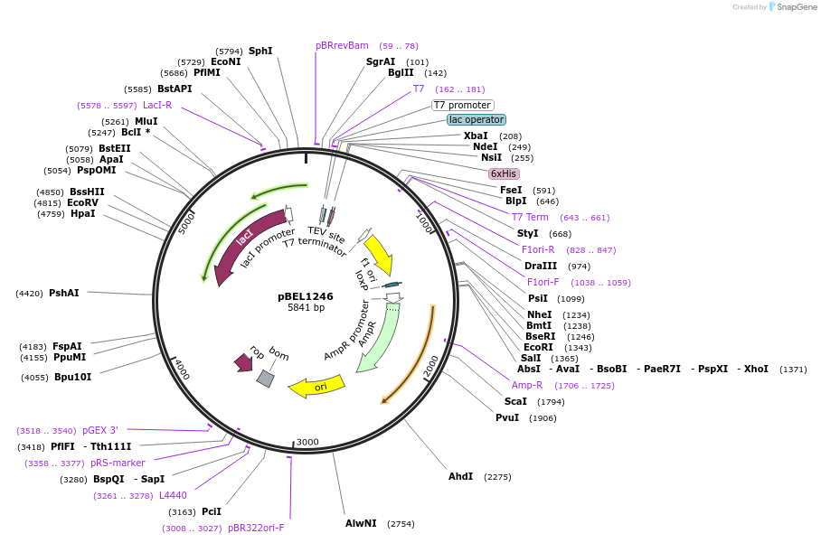 155141-plasmid-map-sequence-id-309841