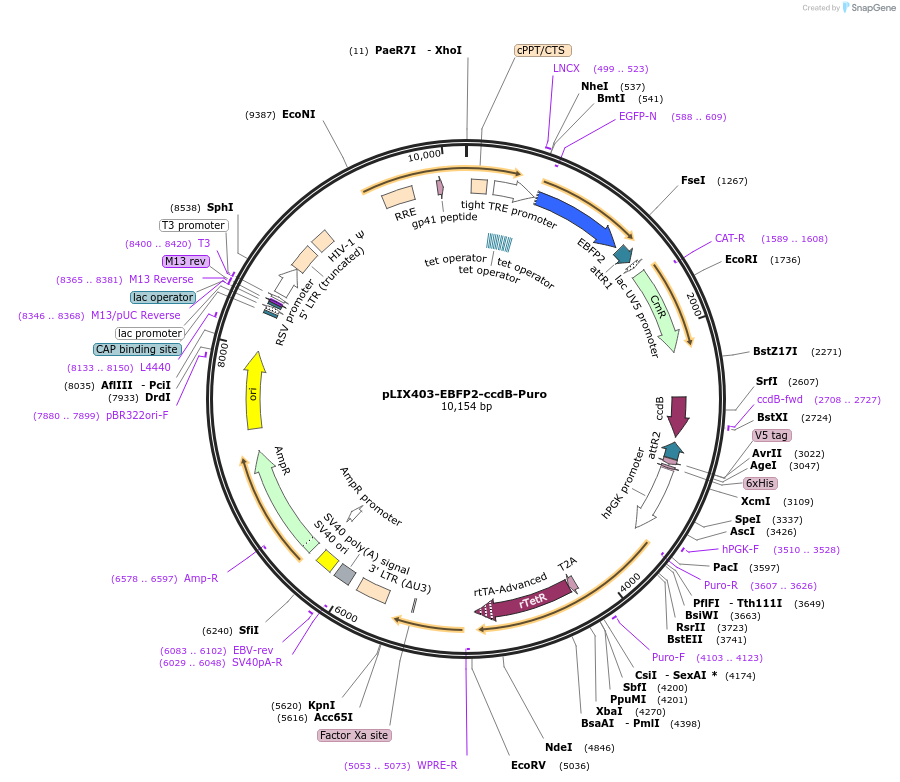 158552-plasmid-map-sequence-id-309842