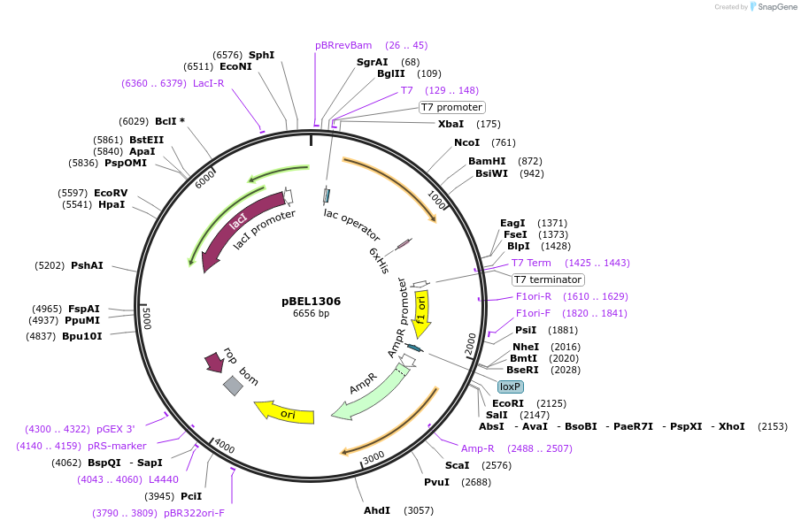 155144-plasmid-map-sequence-id-309852