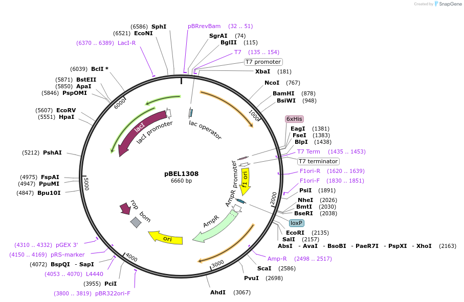 155146-plasmid-map-sequence-id-309858