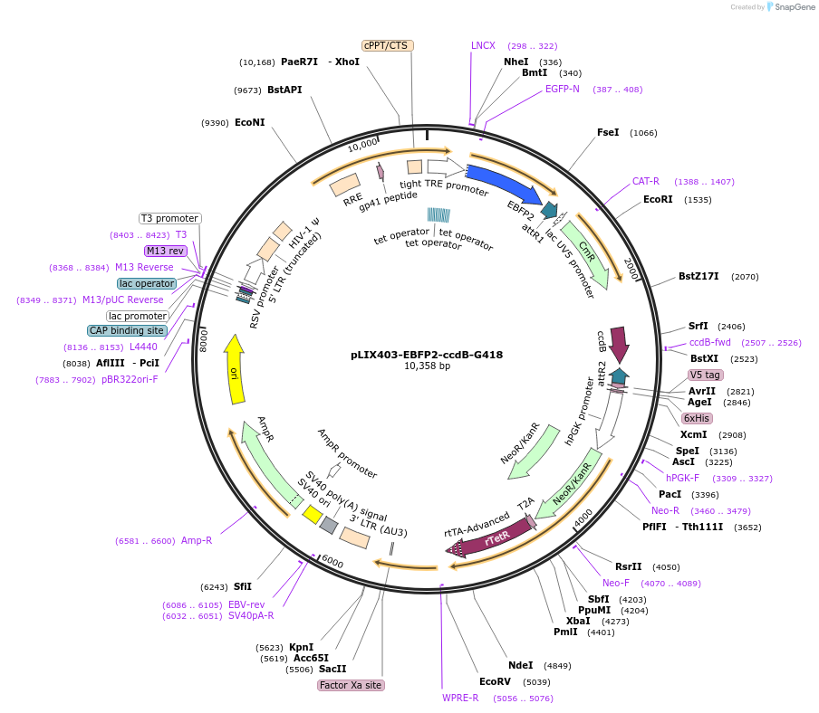 158556-plasmid-map-sequence-id-309869