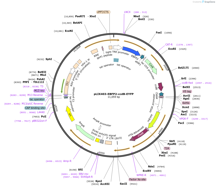 158558-plasmid-map-sequence-id-309874