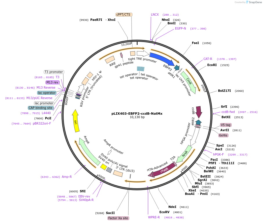 158559-plasmid-map-sequence-id-309875