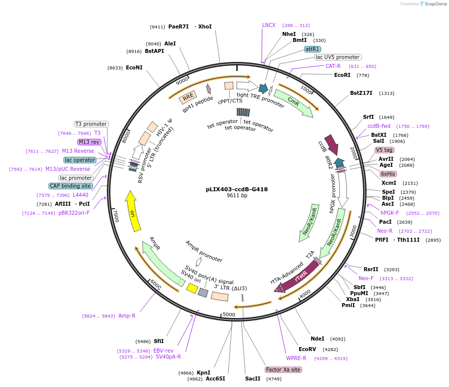 158561-plasmid-map-sequence-id-309877