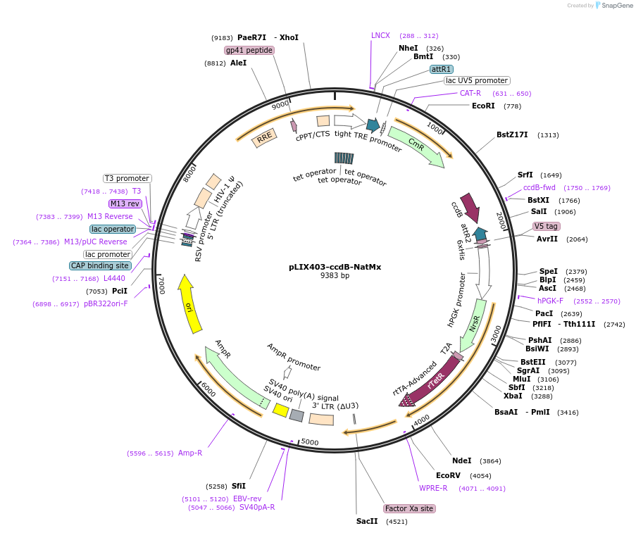 158563-plasmid-map-sequence-id-309878