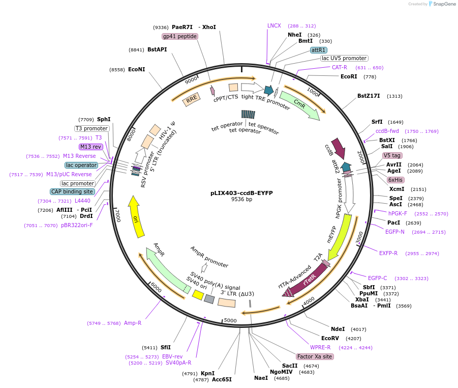 158564-plasmid-map-sequence-id-309879