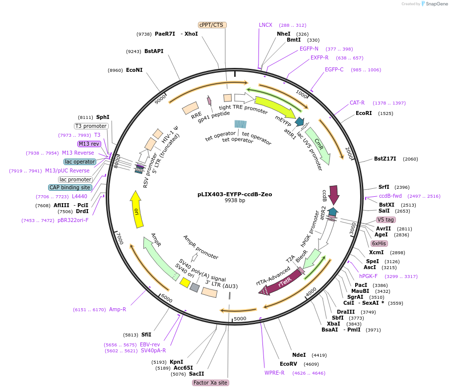 158565-plasmid-map-sequence-id-309880