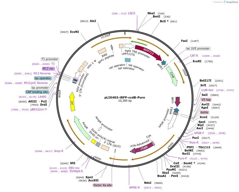 158566-plasmid-map-sequence-id-309881