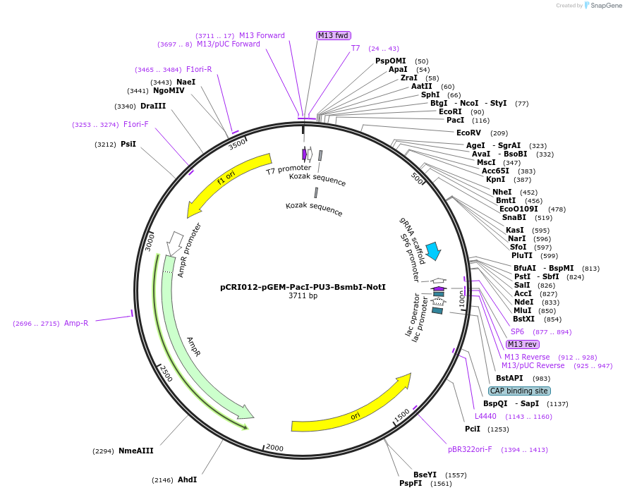 140204-plasmid-map-sequence-id-309884