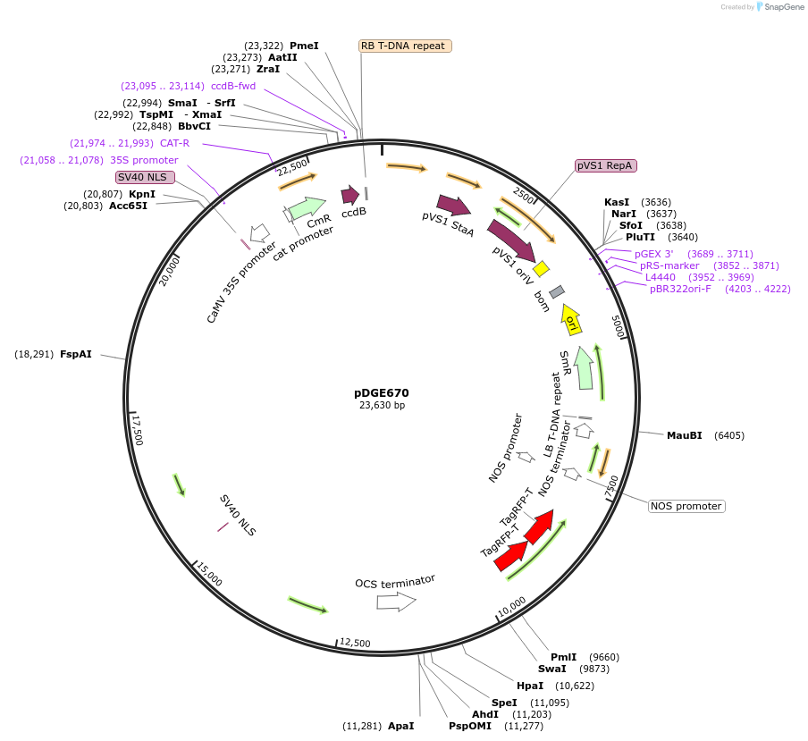 153236-plasmid-map-sequence-id-309887