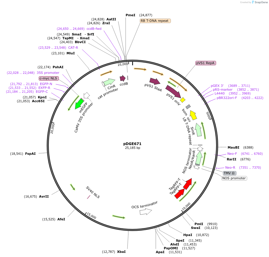 153237-plasmid-map-sequence-id-309890