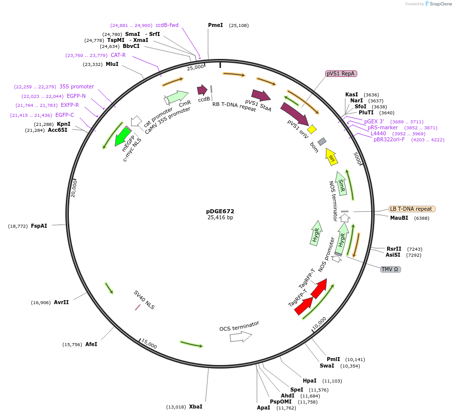 153238-plasmid-map-sequence-id-309894