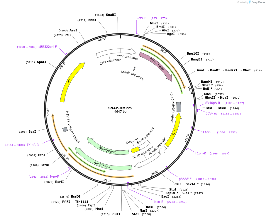 141149-plasmid-map-sequence-id-309902