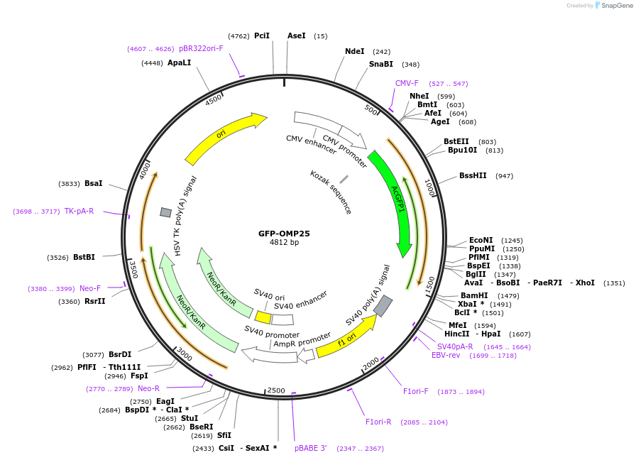 141150-plasmid-map-sequence-id-309903