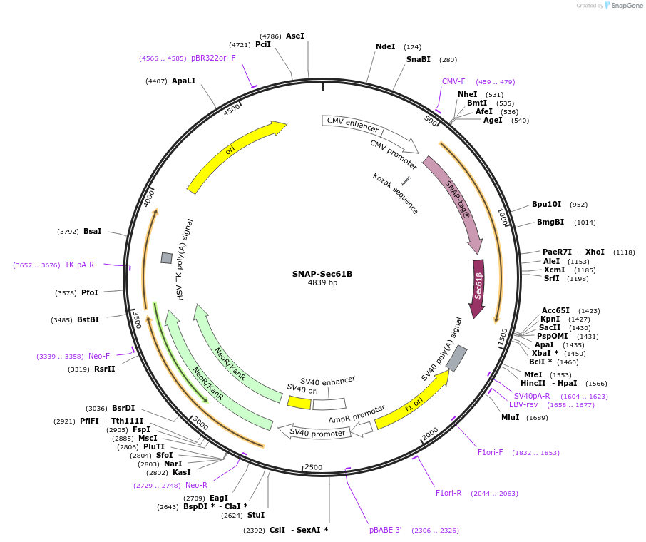 141152-plasmid-map-sequence-id-309905