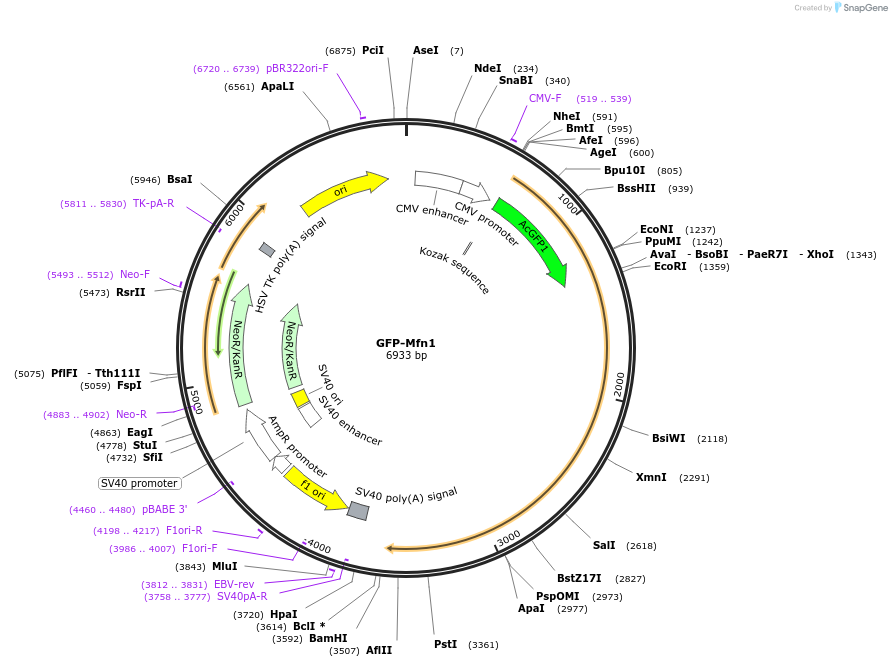 141154-plasmid-map-sequence-id-309907