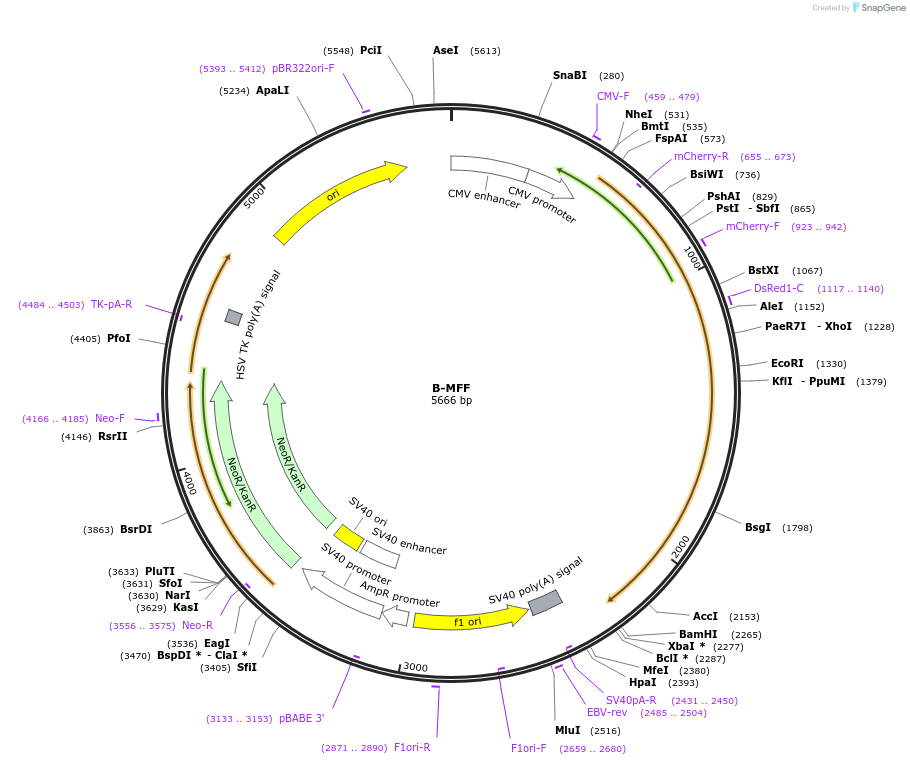 141158-plasmid-map-sequence-id-309910