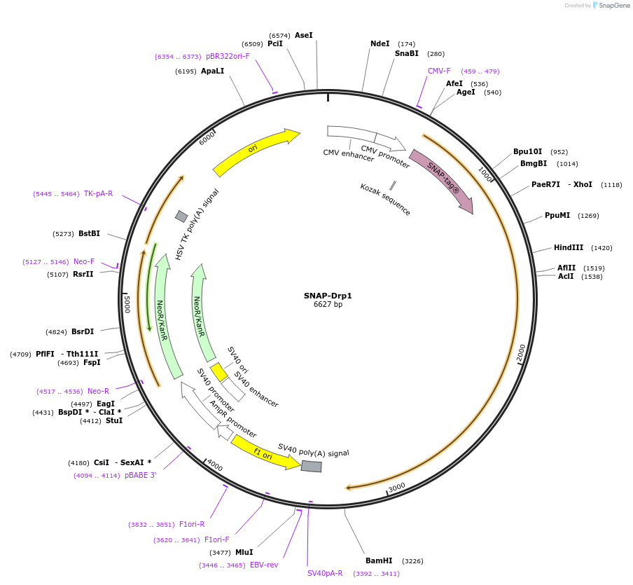 141159-plasmid-map-sequence-id-309911