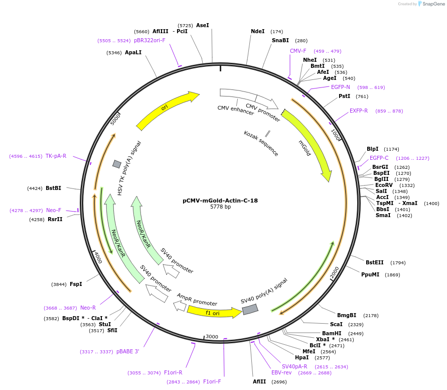 158009-plasmid-map-sequence-id-309918