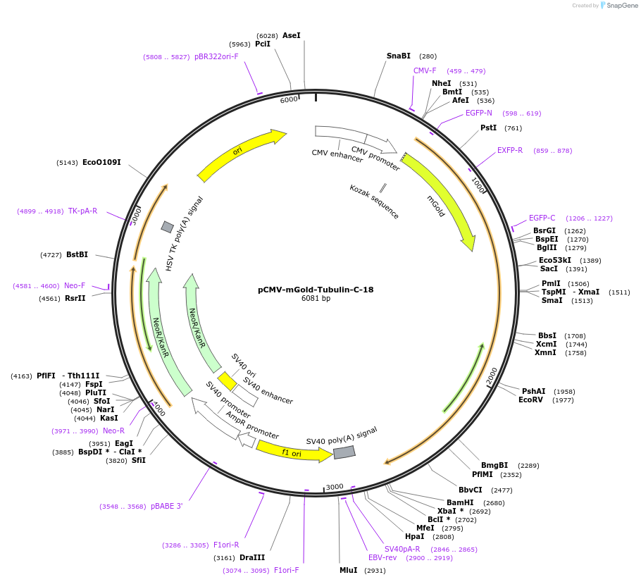 158008-plasmid-map-sequence-id-309919