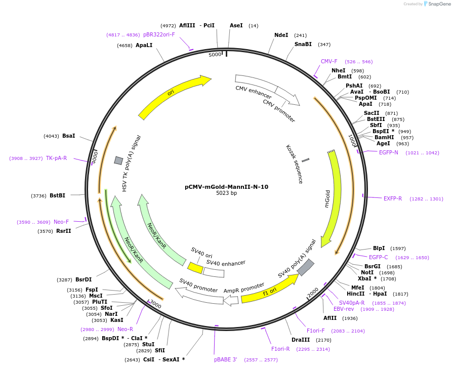 158005-plasmid-map-sequence-id-309922